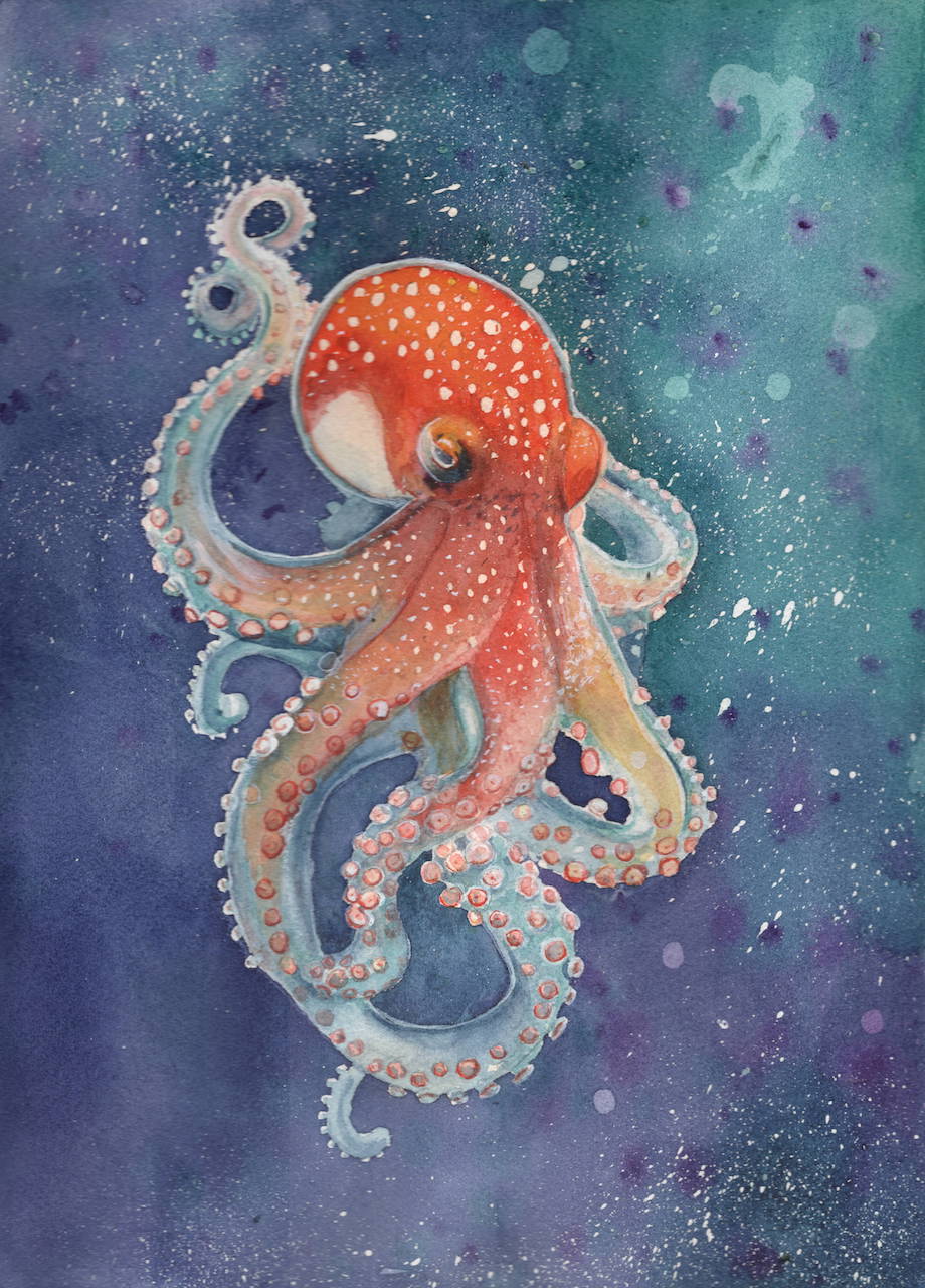 octopus - gwendalina_david